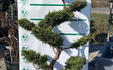 Bonsai Juniperus Pfitzeriana  150 cm